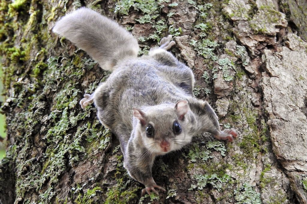 A Flying Squirrel leaps from branch to branch under the cover of night in Bach Ma National Park